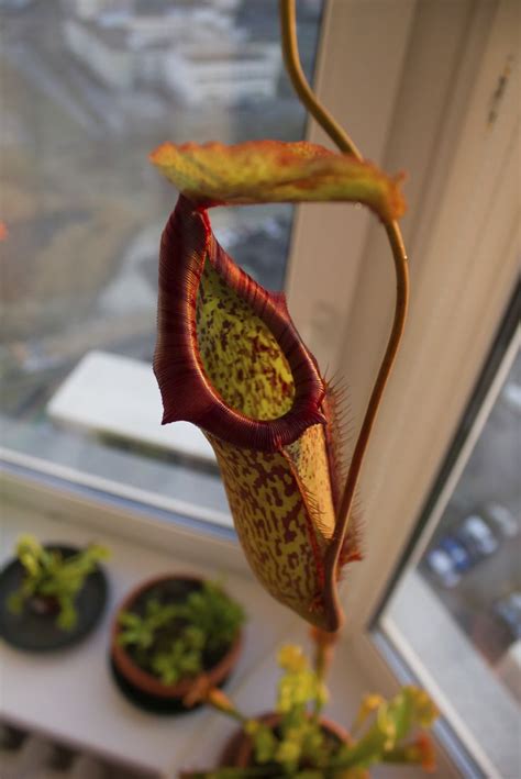 Growing Pitcher Plants Indoors - How To Care For A Pitcher Plant Indoors | Pitcher plant care ...