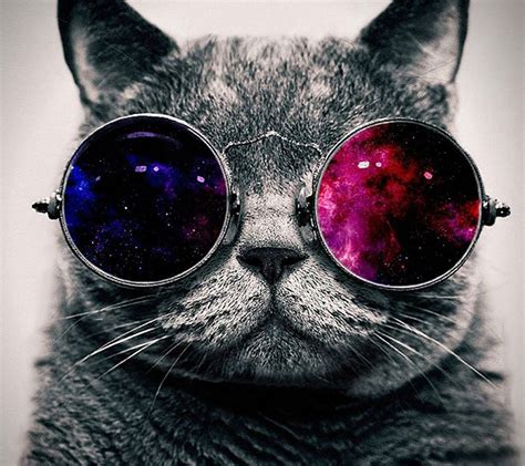 Epic Cat Wallpapers - Top Free Epic Cat Backgrounds - WallpaperAccess