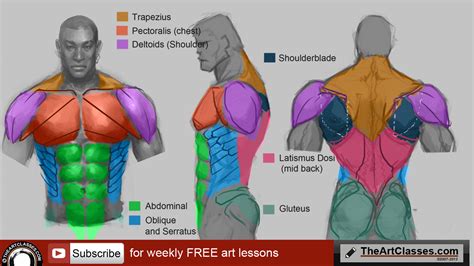 Torso Anatomy Drawing at PaintingValley.com | Explore collection of Torso Anatomy Drawing