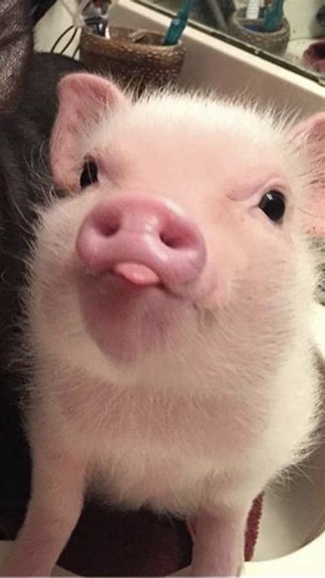 Pin by Sofiya on Moi in 2020 | Cute baby pigs, Baby animals funny, Baby ...