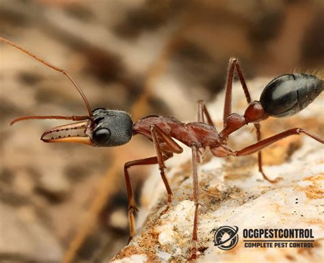 How To Get Rid Of Bull Ants - Ocg Pest Control & Termite Prevention ...