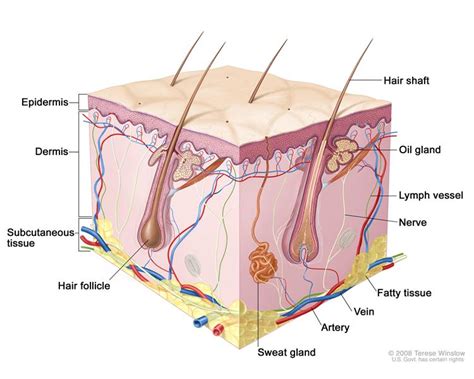 Sensory Organ - Skin (touch) - SSDS SCIENCE2014/5775