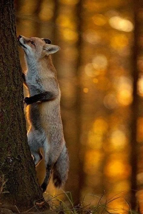 Red Fox climbing a tree : foxes