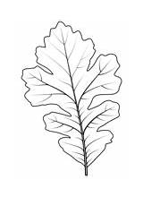 Oak coloring Pages  Free Coloring sketch template