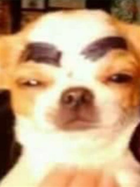 wide eyebrows rock😀 | Cute animal memes, Funny animal memes, Funny dog ...