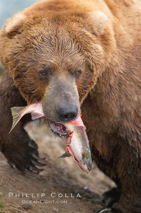 Brown bear eating salmon, Ursus arctos, Brooks River, Katmai National Park, Alaska