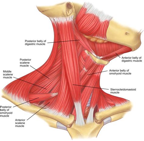 Names Of Muscles In Neck And Shoulders Human Neck Anatomy And | Images and Photos finder