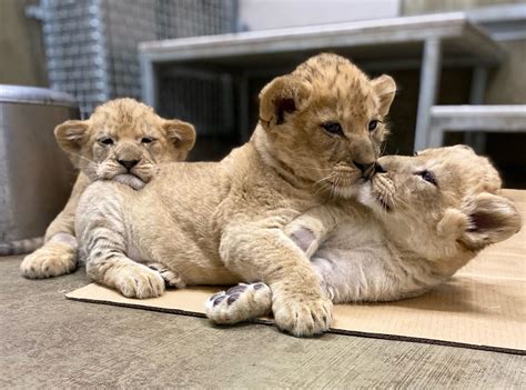 Lion Cub Names Revealed! | Lincoln Park Zoo