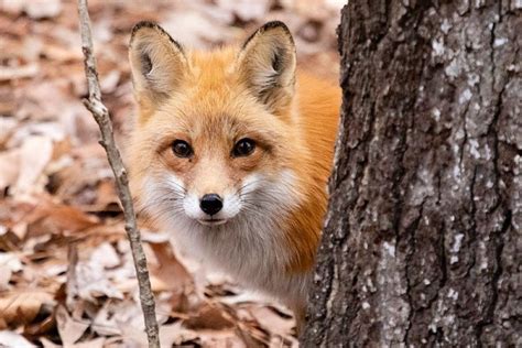 What are the characteristics of Foxes? - AAAC Wildlife Removal