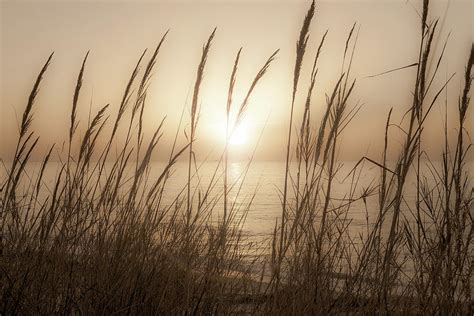 Sunset Through Beach Grass Photograph by David Wilkins - Fine Art America