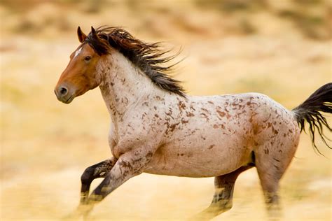 Strawberry Roan Photograph by Kent Keller - Pixels