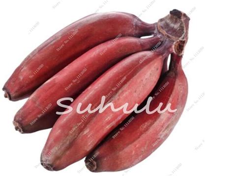 95 Dwarf Banana Tree Seeds OutletTrends.com Free Shipping Up to 70% OFF