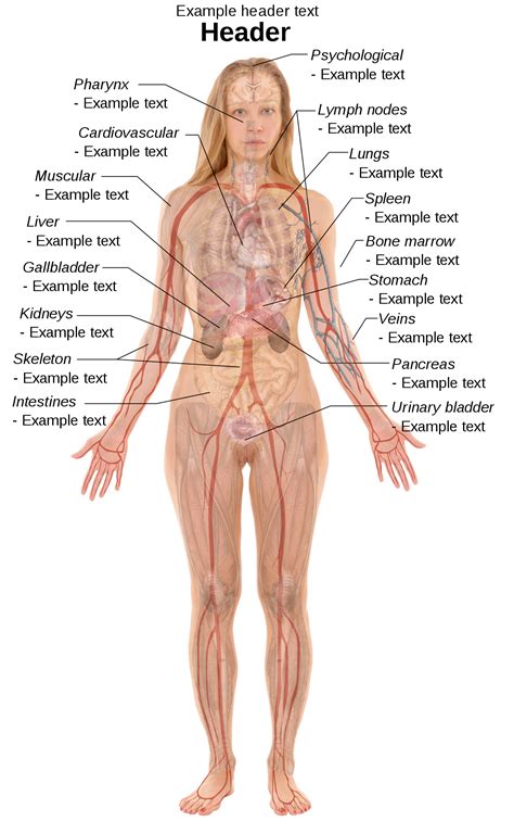 Left Side Female Organs Diagram - Human body diagrams - Wikimedia Commons