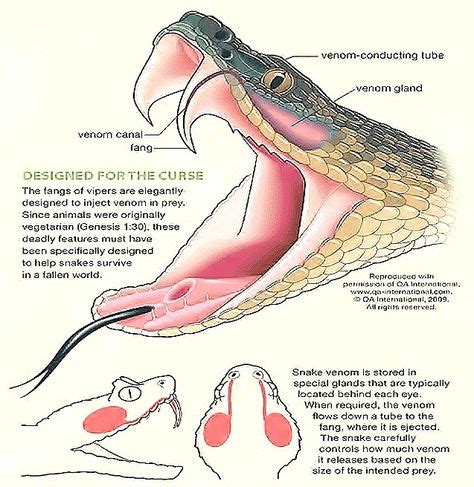 snake-bite-mechanisms_thumb.jpg (637×655) (With images) | Snake