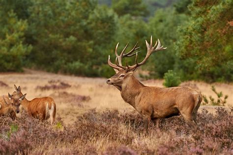 Der Nationalpark Hoge Veluwe - Holland.com