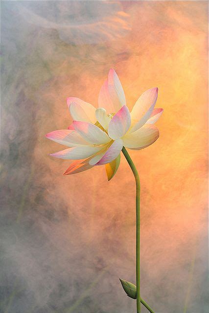 Lotus Flower Surreal Series - DD1A0969-800 | Lotus flower art, Lotus art, Flower art