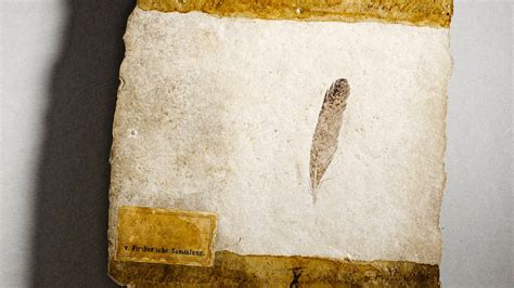 Archaeopteryx was likely source of iconic fossil feather, new study reveals