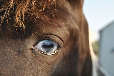 Eye Ulcer In The Horse Will Not Heal: What To Do - Best Horse Rider