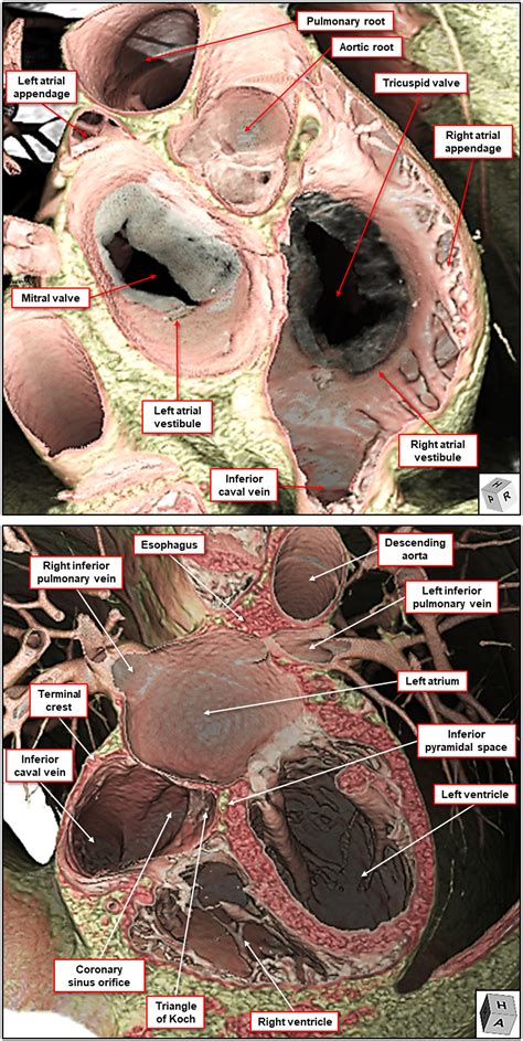 Esophagus Heart Anatomy