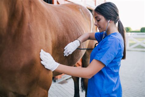 Medicina Veterinária e a atuação em animais de grande porte