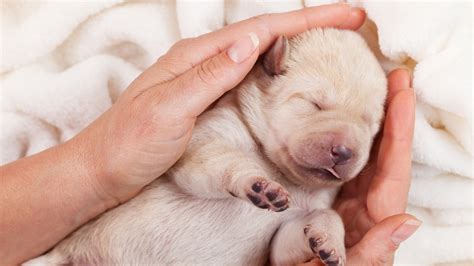 Orphaned Newborn Puppy Care Best Friends Animal Society | vlr.eng.br