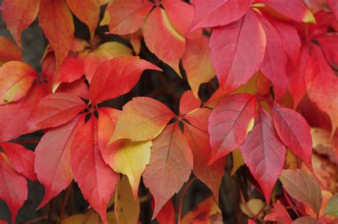 Discover 12 Excellent Shrubs And Vines For Fall Color - TrendRadars