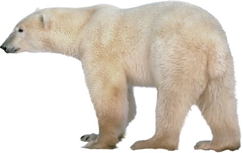Polar Bear Transparent Transparent HQ PNG Download | FreePNGImg