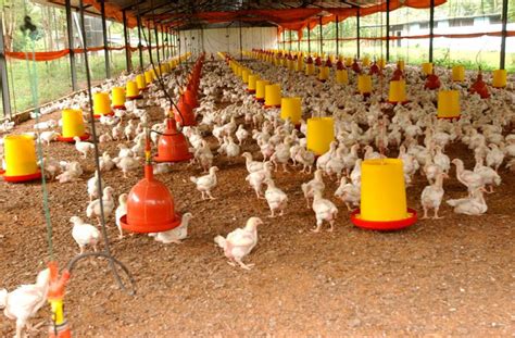 Granjas de gallinas ponedoras en Guatemala – Venta de huevos por mayor en Guatemala