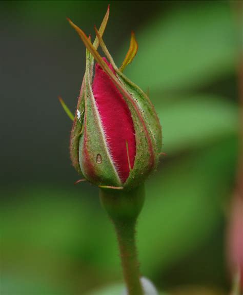 rose bud II | Jennifer Donley | Flickr