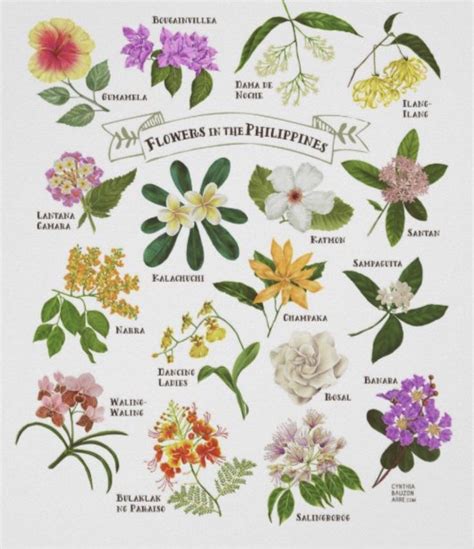 an illustration of flowers in the philippines with names and pictures ...