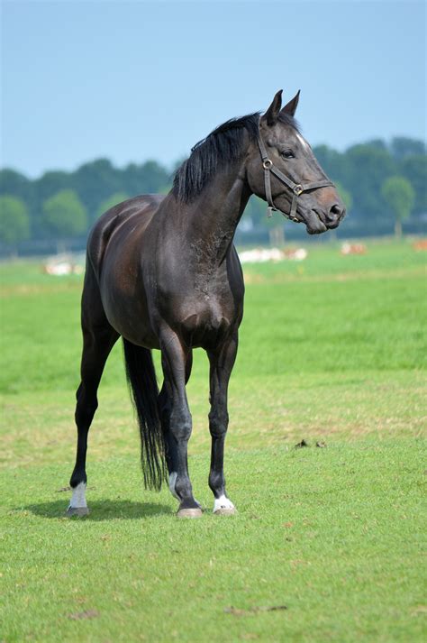 Black Horse Free Stock Photo - Public Domain Pictures
