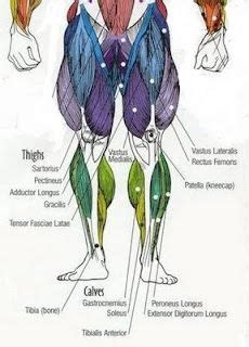 Basic Leg Exercises | Muscle diagram, Muscle anatomy, Anatomy