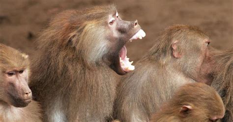 Primate behavior - 3 blog posts | Noldus