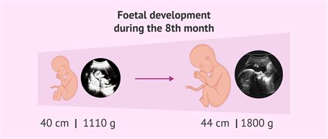 Fetal development during month 8 of pregnancy