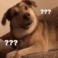 Dog Confused GIF - Dog Confused What - Discover & Share GIFs