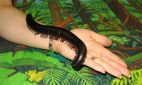 Giant African Millipede | Franklin Park Zoo