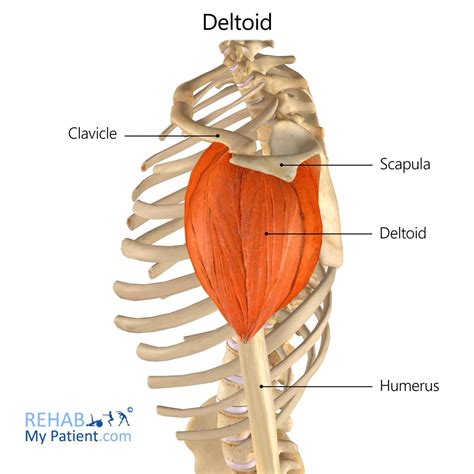 Deltoid | Rehab My Patient