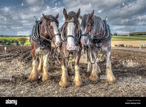 clydesdale heavy horses Stock Photo: 83002144 - Alamy