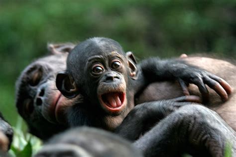 The bonobo, the non-murderous version of the chimpanzee, gets its genome mapped - CSMonitor.com