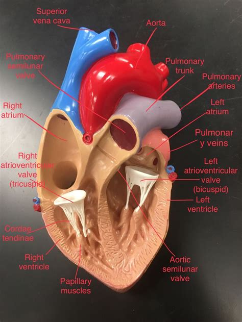 Heart anatomy - labeled | Heart anatomy, Human heart anatomy, Medical school essentials