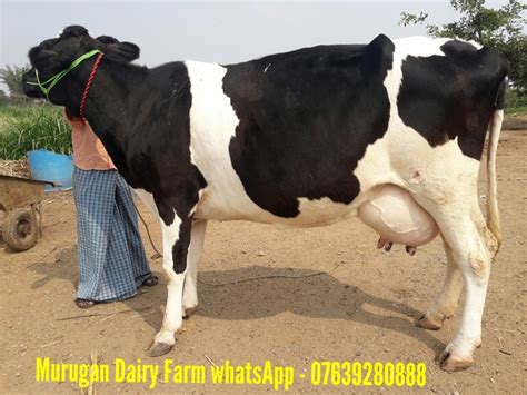 Hf Cow Farm In Tamilnadu - All About Cow Photos