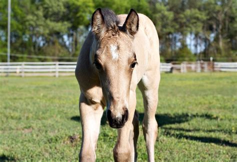 a brown horse standing on top of a lush green field