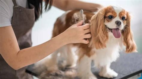 ¿Cómo cortar el pelo a un perro en casa? Guía para hacerlo como un profesional