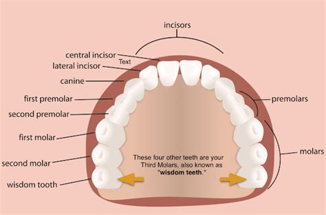 Different Types of Teeth | Incisors, Molars, Canines & More