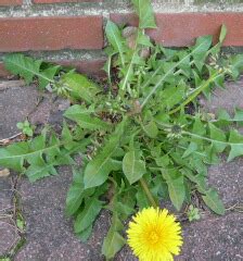 Rosette (botanique) — Wikipédia