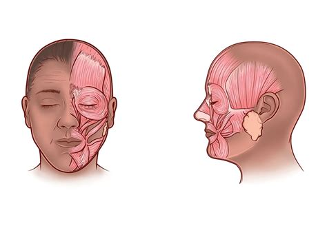 Facial Muscles: Anatomy, Function & Related Disorders