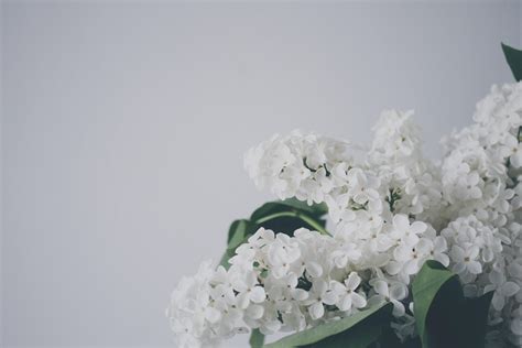 White Flower Aesthetic Wallpapers - Wallpaper Cave