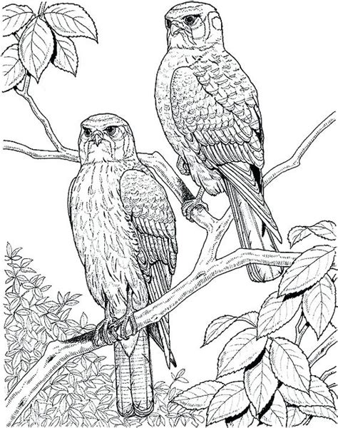 Realistic Bird Coloring Pages at GetColorings.com | Free printable colorings pages to print and ...