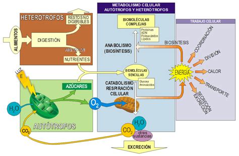 Esquema del metabolismo ¡Fotos & Guía 2024!