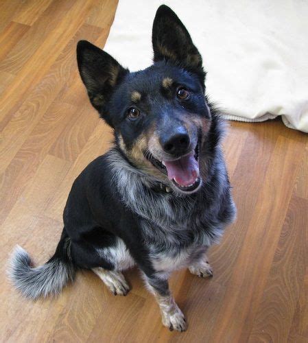 Blue Heeler German Shepherd Mix Puppies